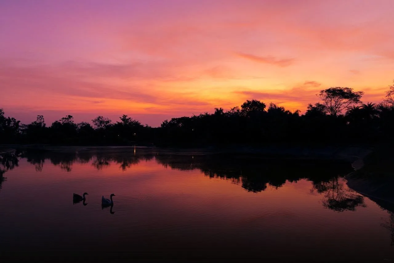 Swans on Lake Serenity at dusk, Frangipani Estates, Bengaluru.